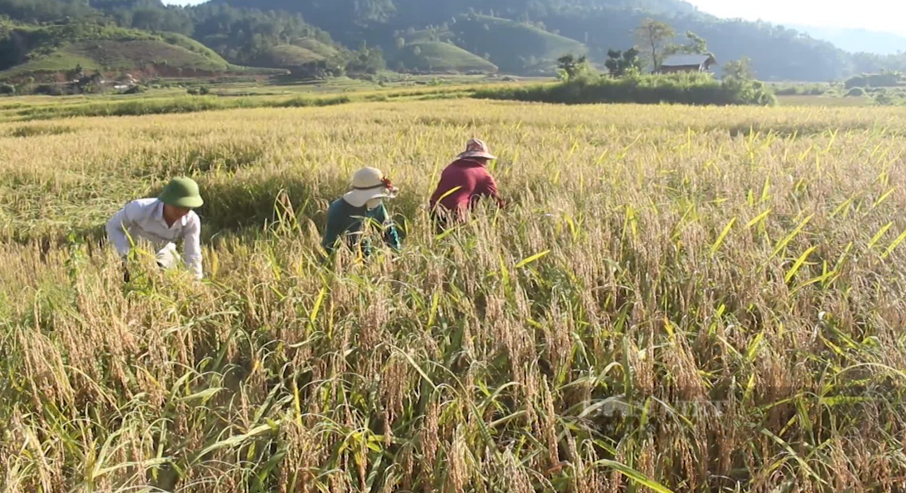 Nguồn lực tạo đà giúp phụ nữ Lai Châu thi đua làm giàu - Ảnh 2. Nguồn lực tạo đà giúp phụ nữ Lai Châu thi đua làm giàu - Ảnh 2.