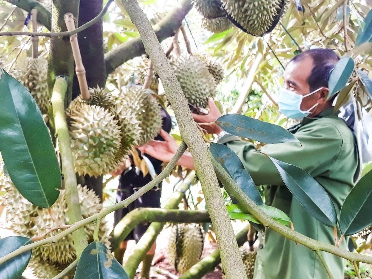 Thận trọng trước 'cơn sốt' giá sầu riêng, thanh long - Ảnh 1.