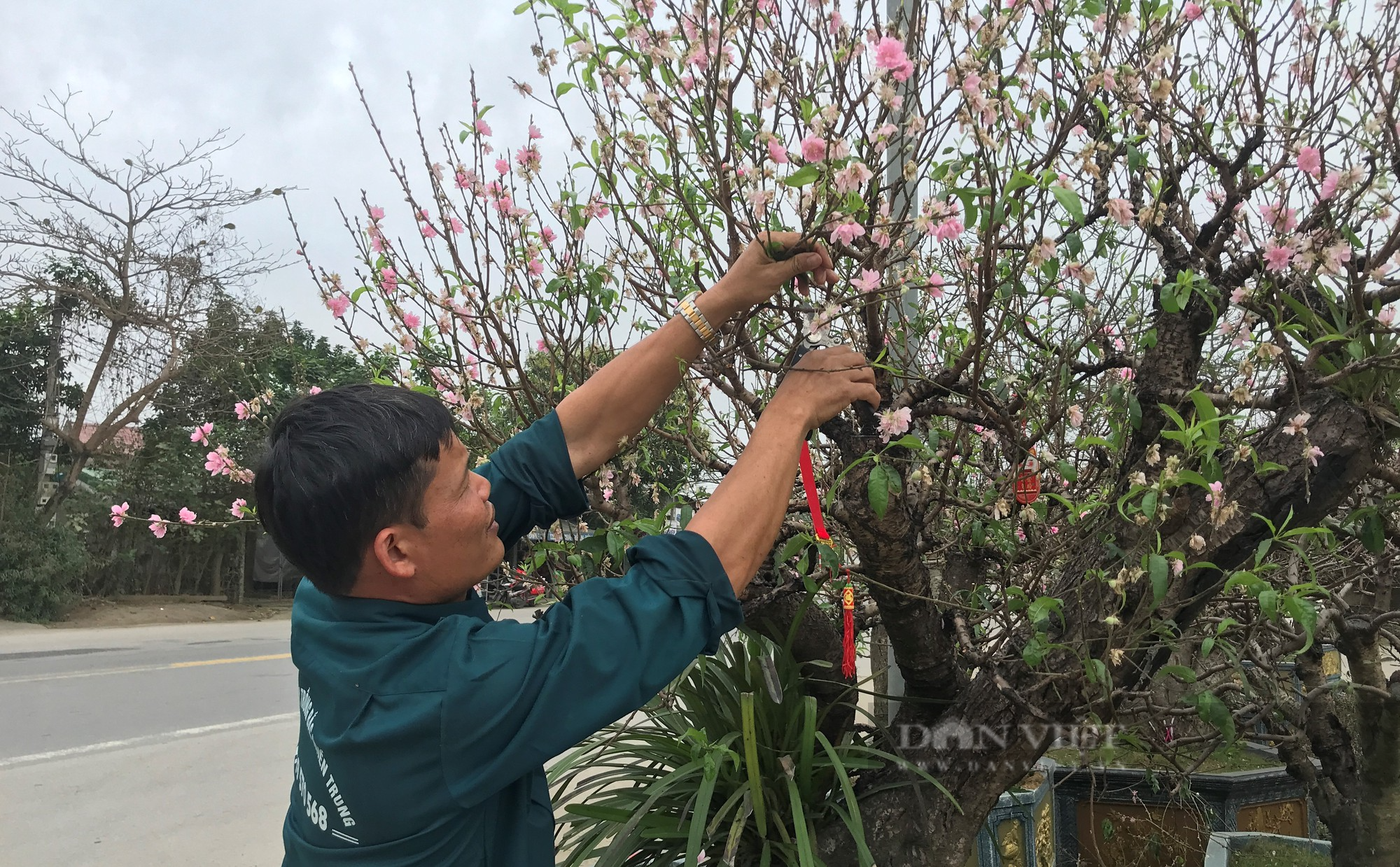 Dân thành Vinh chi tiền khủng để hồi sức những gốc đào cổ thụ kích thước &quot;khủng&quot; - Ảnh 3.