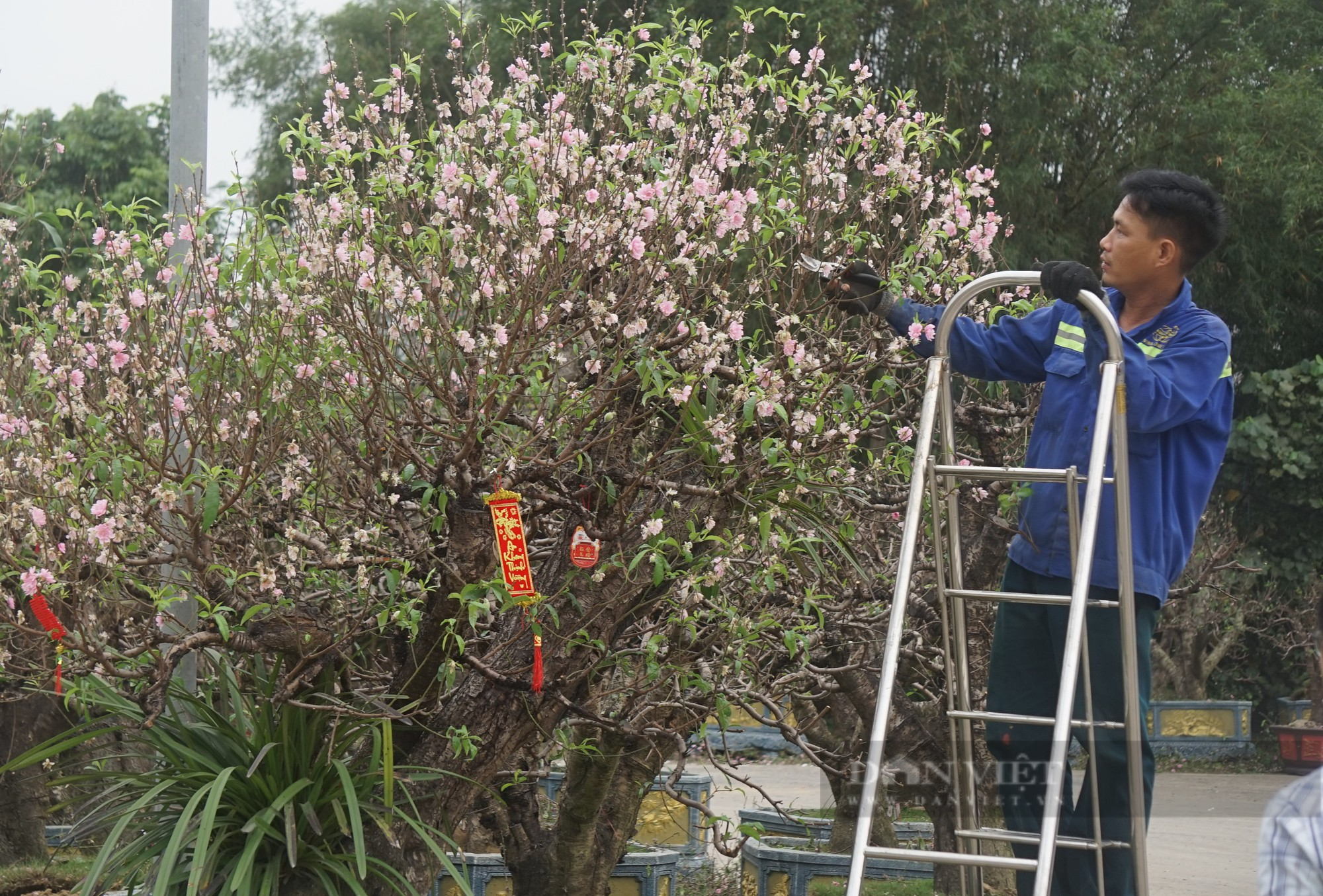 Dân thành Vinh chi tiền khủng để hồi sức những gốc đào cổ thụ kích thước &quot;khủng&quot; - Ảnh 6.
