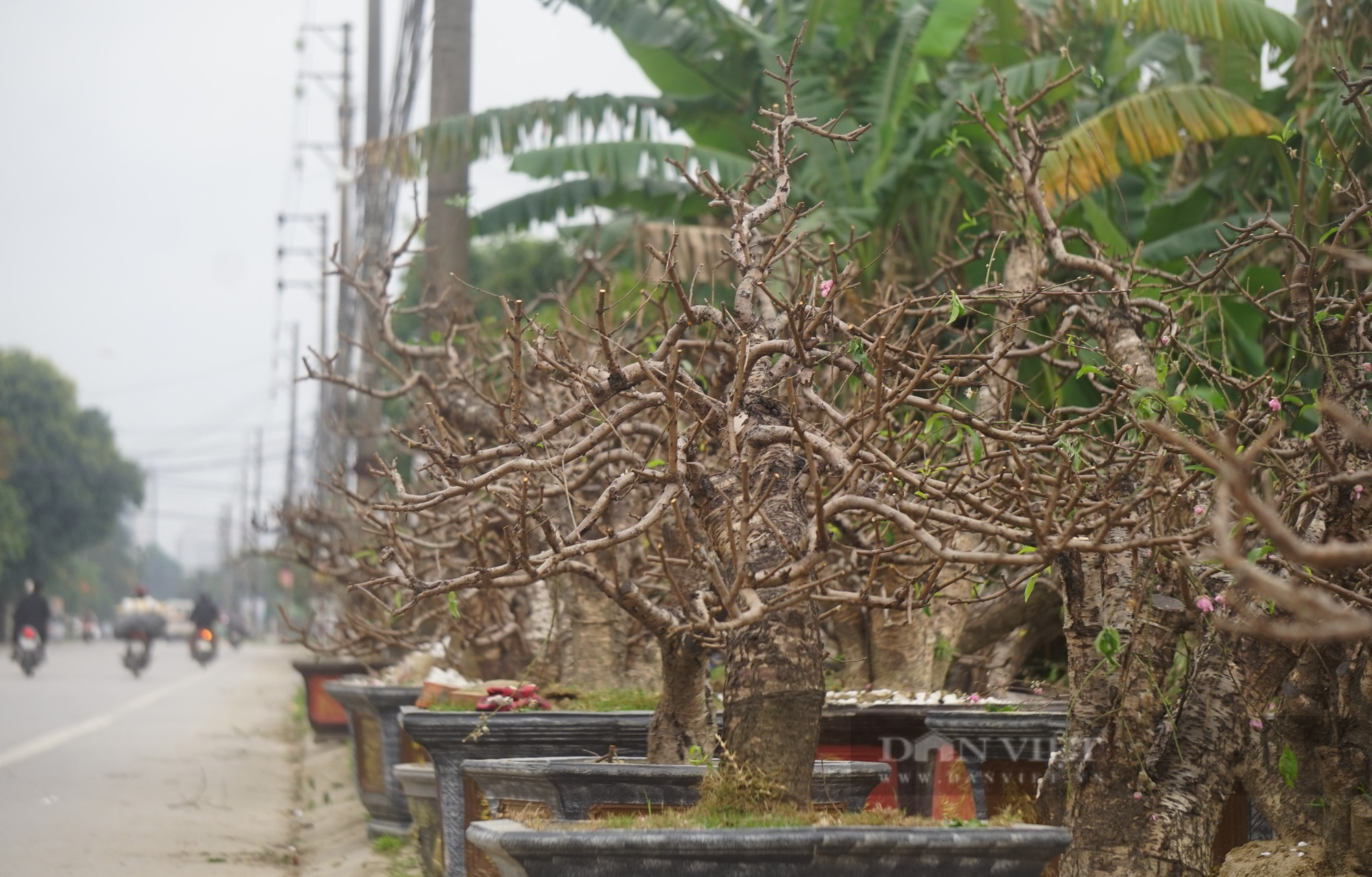 Dân thành Vinh chi tiền khủng để hồi sức những gốc đào cổ thụ kích thước &quot;khủng&quot; - Ảnh 7.
