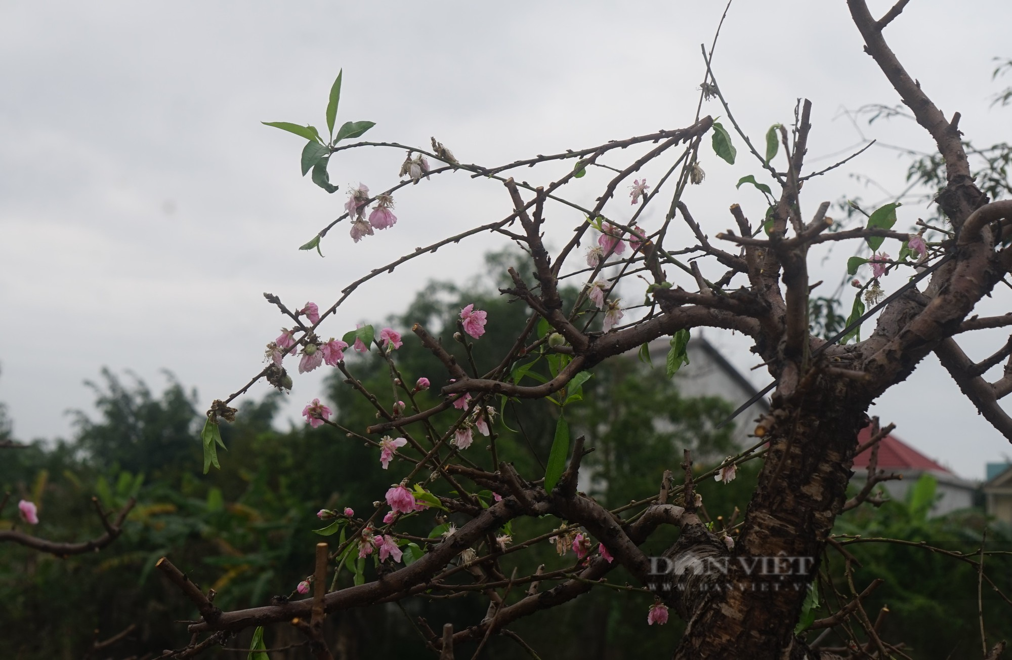 Dân thành Vinh chi tiền khủng để hồi sức những gốc đào cổ thụ kích thước &quot;khủng&quot; - Ảnh 8.