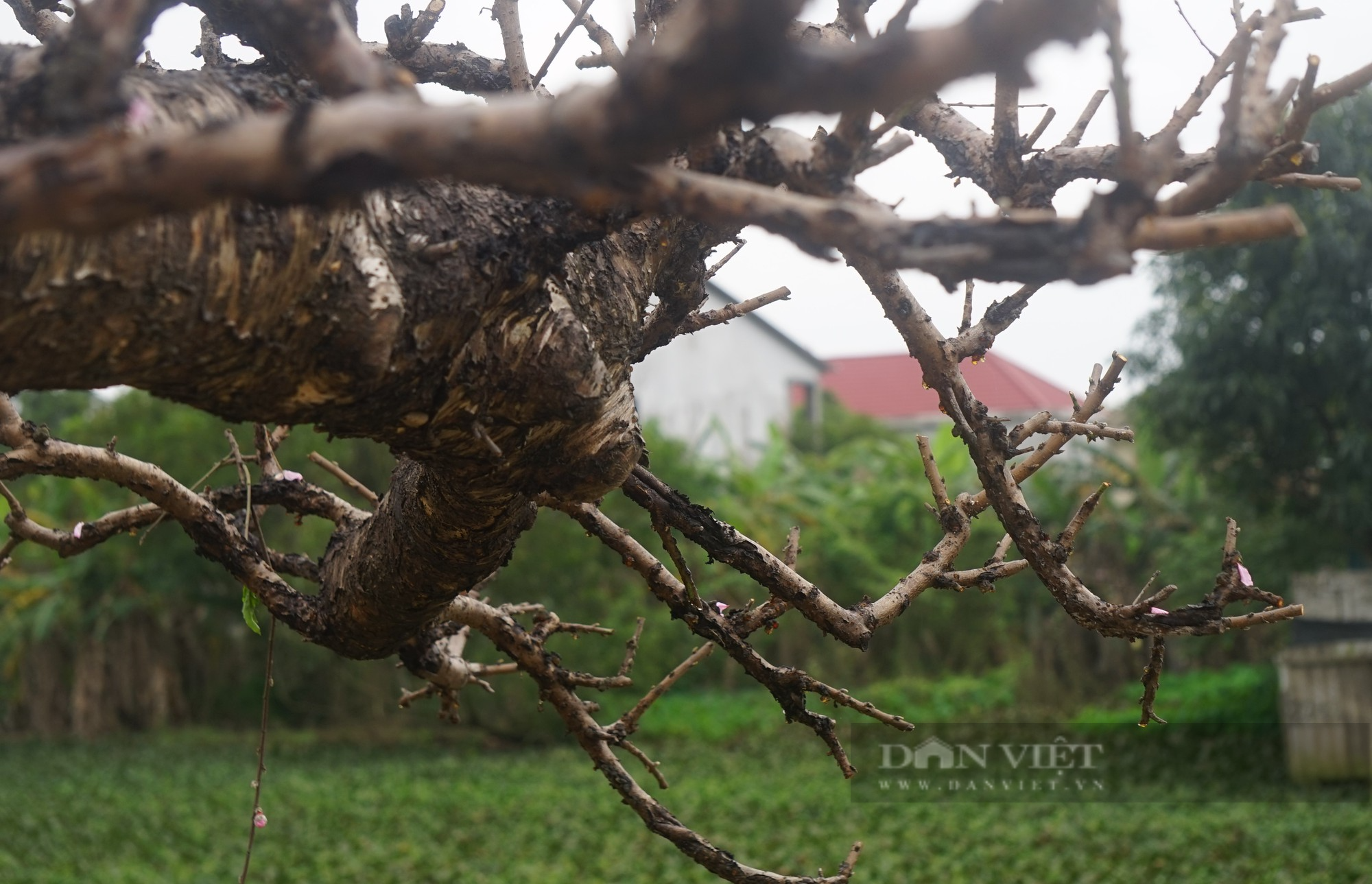 Dân thành Vinh chi tiền khủng để hồi sức những gốc đào cổ thụ kích thước &quot;khủng&quot; - Ảnh 9.