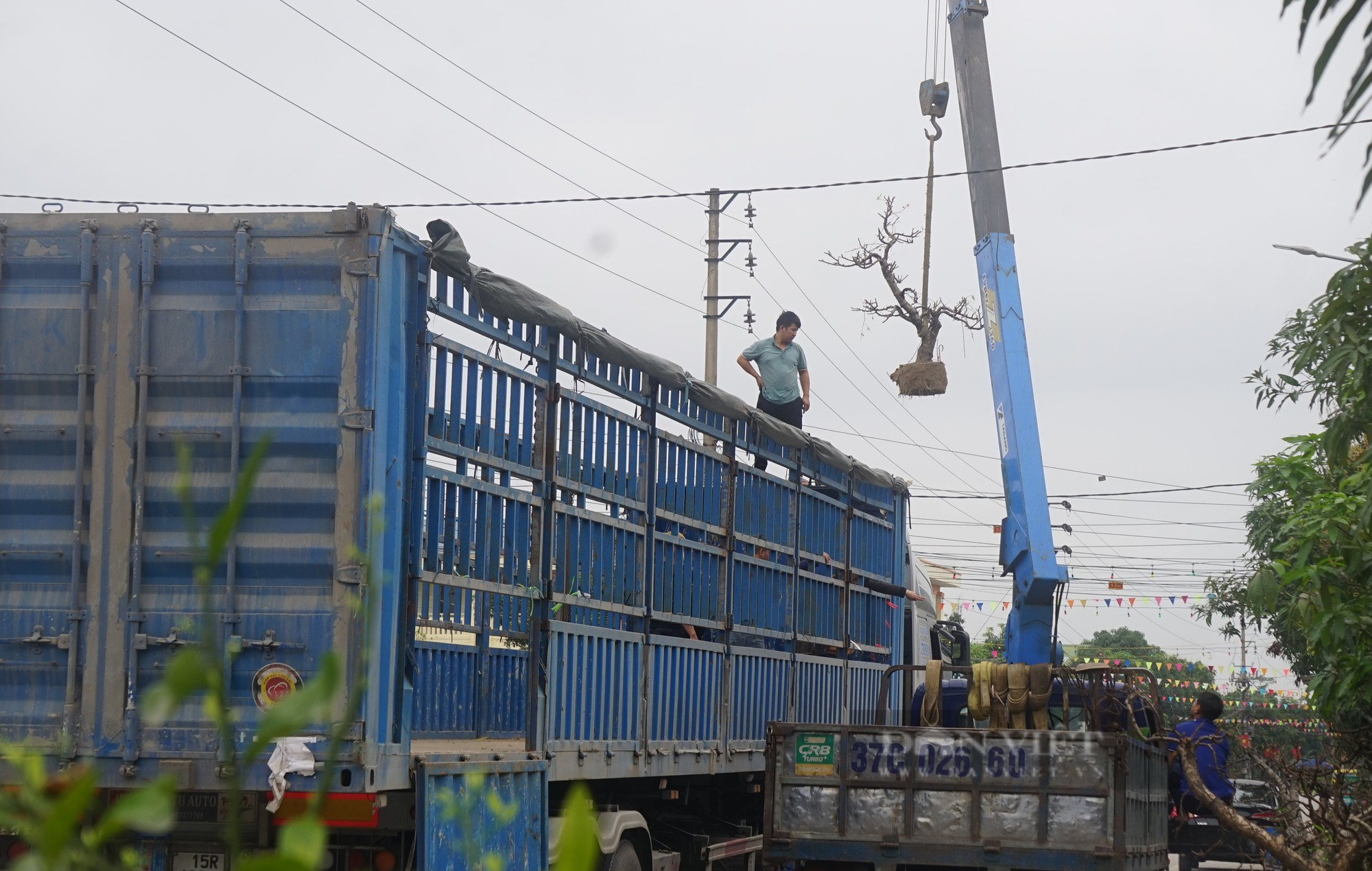 Dân thành Vinh chi tiền khủng để hồi sức những gốc đào cổ thụ kích thước &quot;khủng&quot; - Ảnh 11.