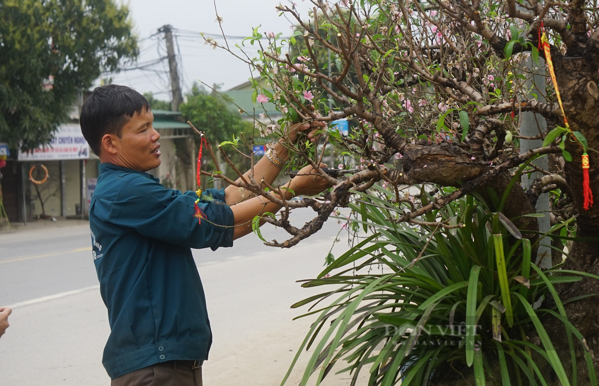 Dân thành Vinh chi tiền khủng để hồi sức những gốc đào cổ thụ kích thước &quot;khủng&quot; - Ảnh 12.