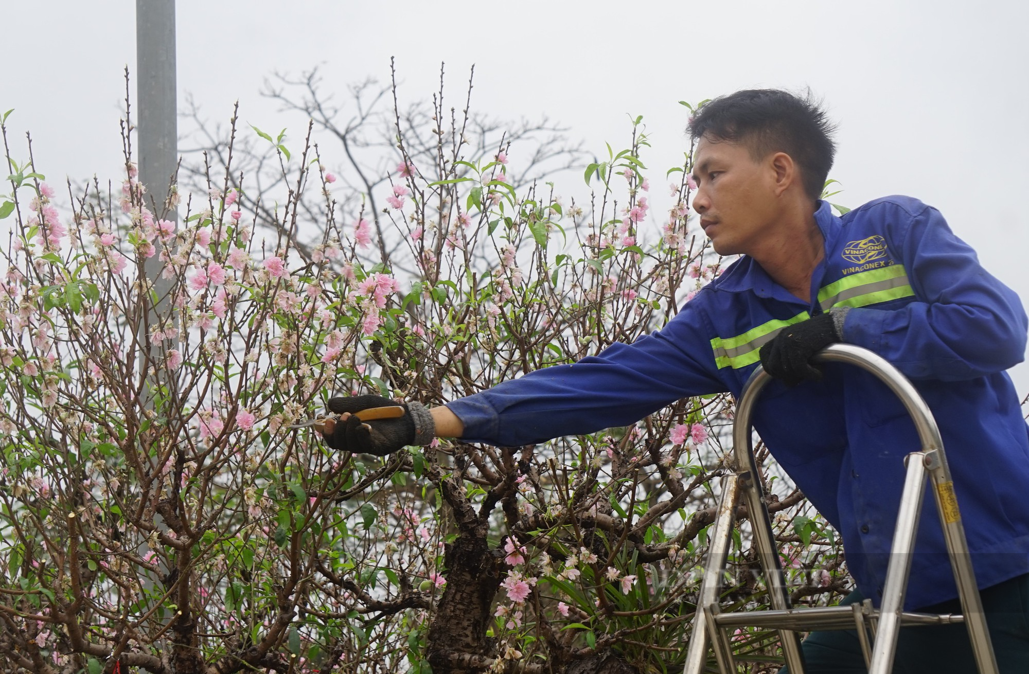 Dân thành Vinh chi tiền khủng để hồi sức những gốc đào cổ thụ kích thước &quot;khủng&quot; - Ảnh 15.