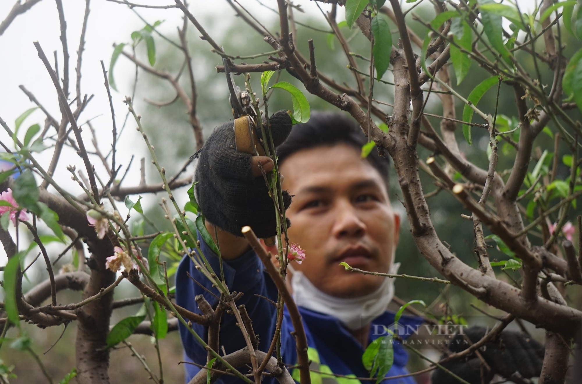 Dân thành Vinh chi tiền khủng để hồi sức những gốc đào cổ thụ kích thước &quot;khủng&quot; - Ảnh 16.