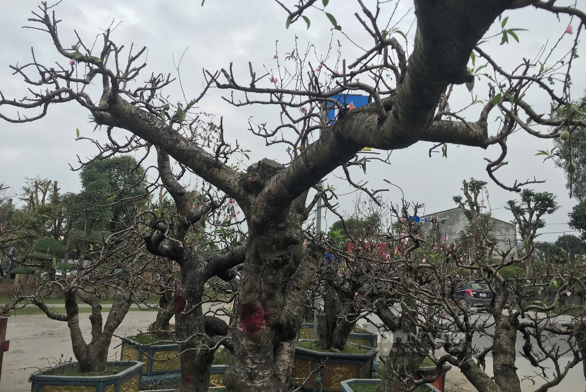 Dân thành Vinh chi tiền khủng để hồi sức những gốc đào cổ thụ kích thước &quot;khủng&quot; - Ảnh 17.
