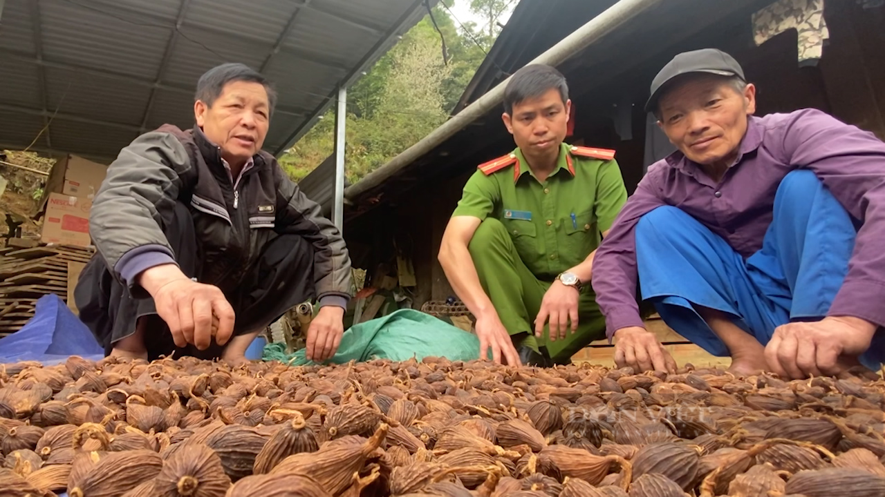 Người đưa cây thảo quả đến vùng đất khó - Ảnh 9.