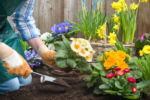 Đầu năm mới, trồng 6 cây cảnh tốt lành, rực rỡ trong nhà, tài lộc thịnh vượng, ai ai cũng thích - Ảnh 1.