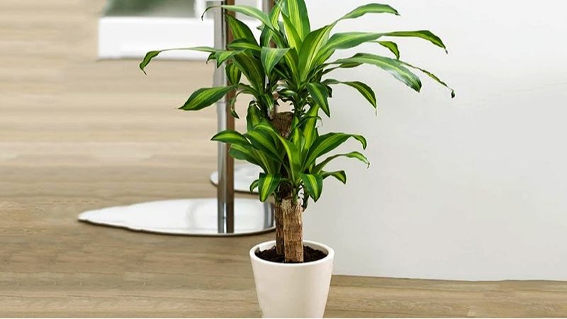 Các cụ dặn: Muốn giàu sang, phú quý ba đời, cứ đặt 4 thứ này trong phòng khách - Ảnh 1.