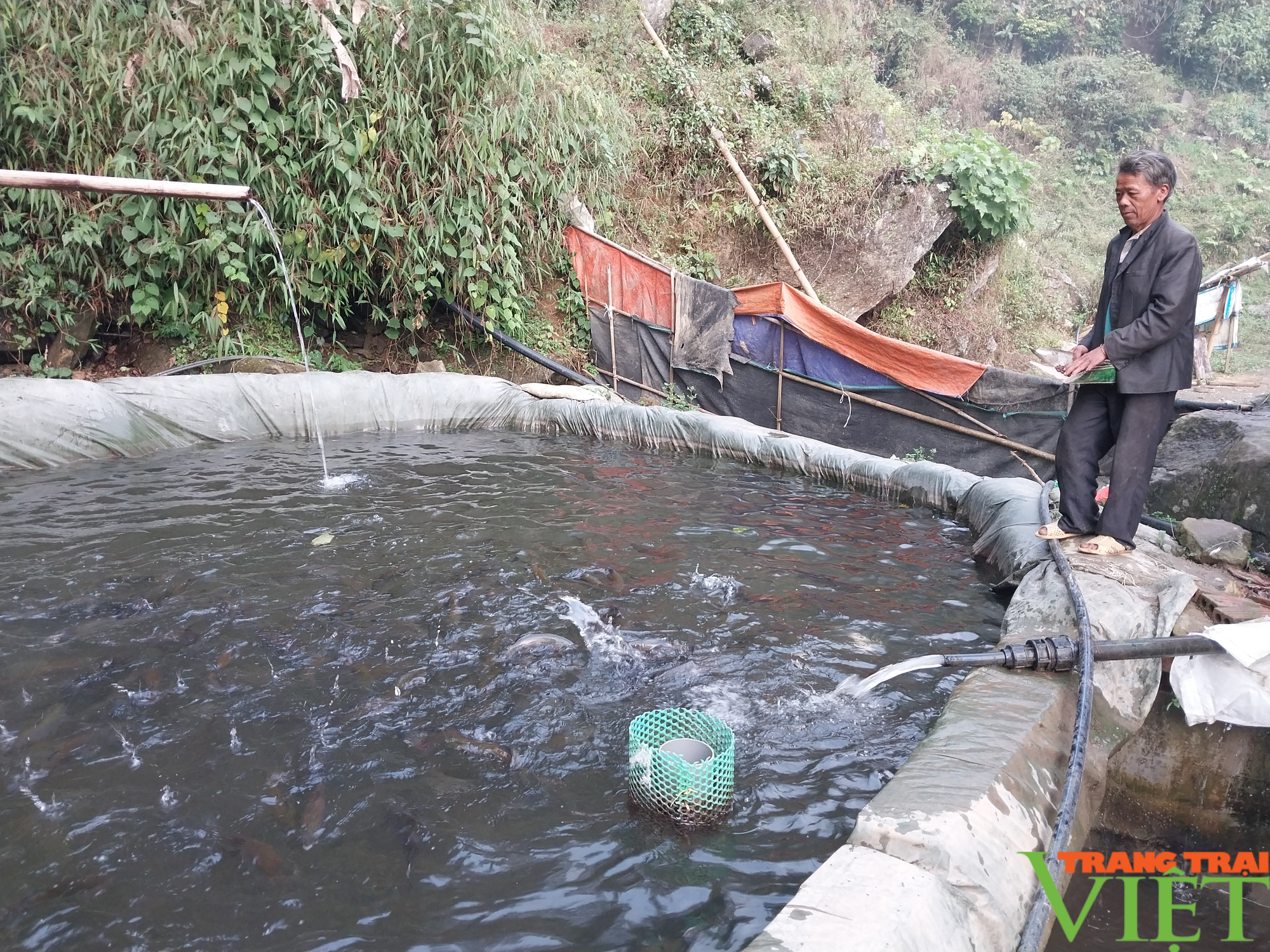 Triển vọng mô hình nuôi cá nước lạnh ở Mường Bo - Ảnh 2. Triển vọng mô hình nuôi cá nước lạnh ở Mường Bo - Ảnh 2.