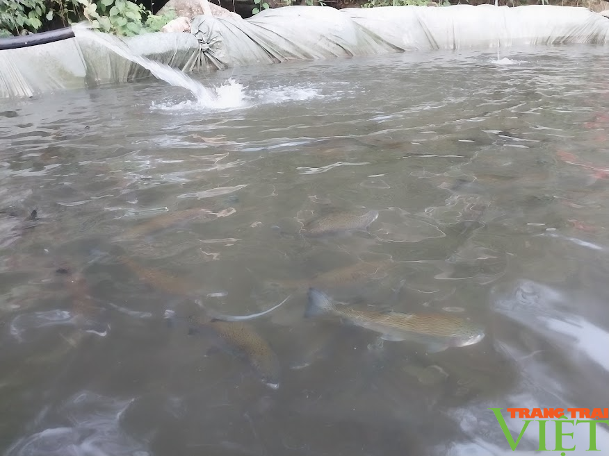 Triển vọng mô hình nuôi cá nước lạnh ở Mường Bo - Ảnh 3. Triển vọng mô hình nuôi cá nước lạnh ở Mường Bo - Ảnh 3.