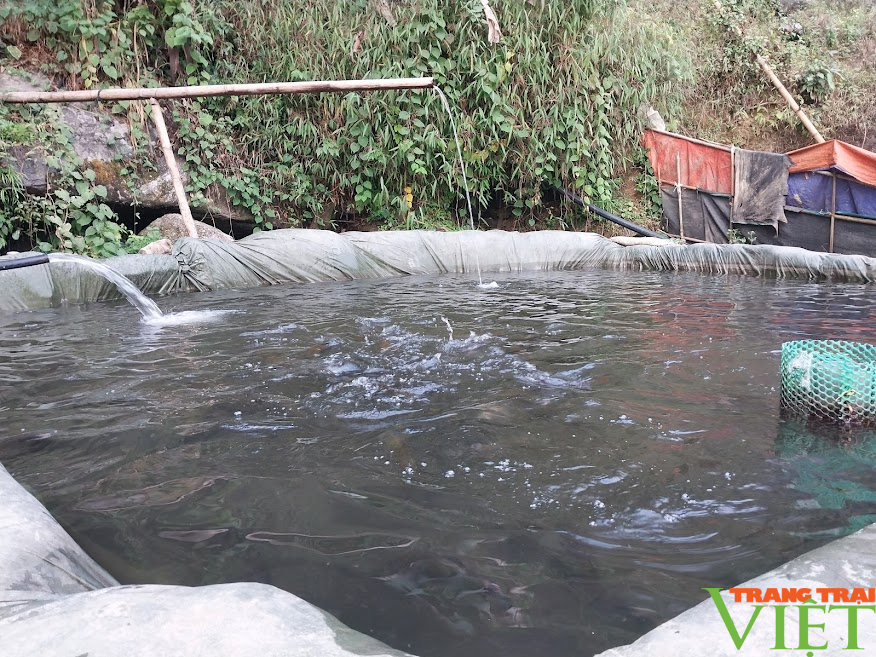 Triển vọng mô hình nuôi cá nước lạnh ở Mường Bo - Ảnh 4. Triển vọng mô hình nuôi cá nước lạnh ở Mường Bo - Ảnh 4.
