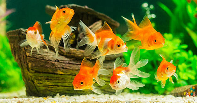 Các cụ dặn: Muốn giàu sang, phú quý ba đời, cứ đặt 4 thứ này trong phòng khách - Ảnh 4.