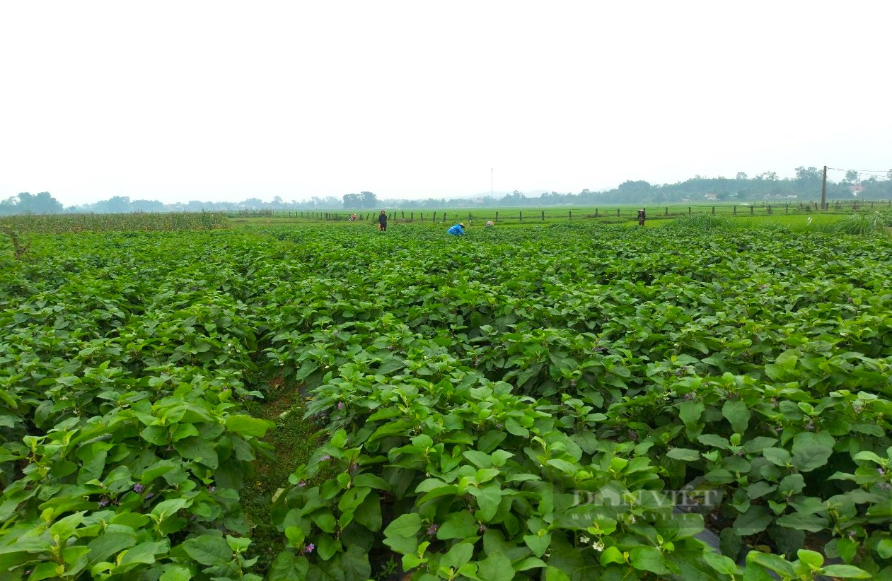 Hà Tĩnh: Cả xã trồng cà dừa thu nhập gấp 4 lần lúa, thu về hơn 200 triệu đồng/ha - Ảnh 2.