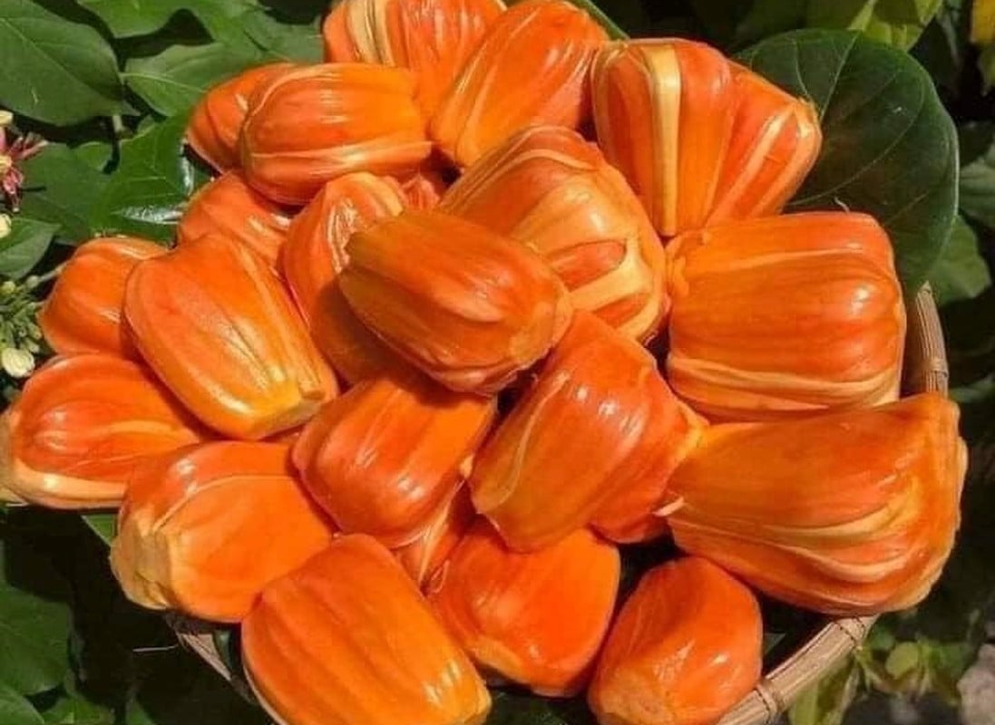 Mít ruột đỏ hơn 100.000 đồng/kg thương lái lùng mua từng quả - Ảnh 3.
