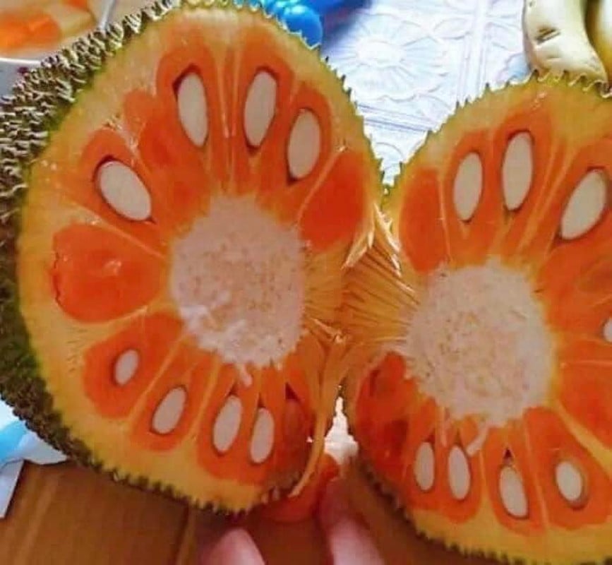 Mít ruột đỏ hơn 100.000 đồng/kg thương lái lùng mua từng quả - Ảnh 4.