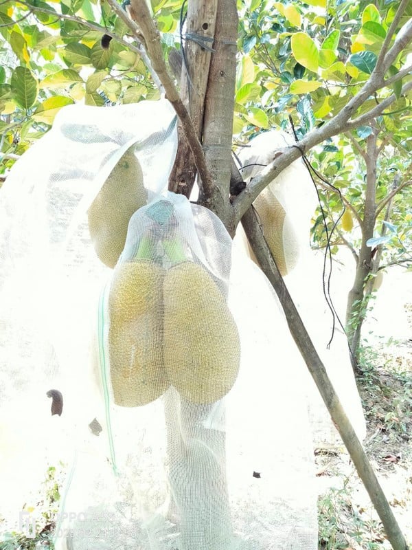 Mít ruột đỏ hơn 100.000 đồng/kg thương lái lùng mua từng quả - Ảnh 6.