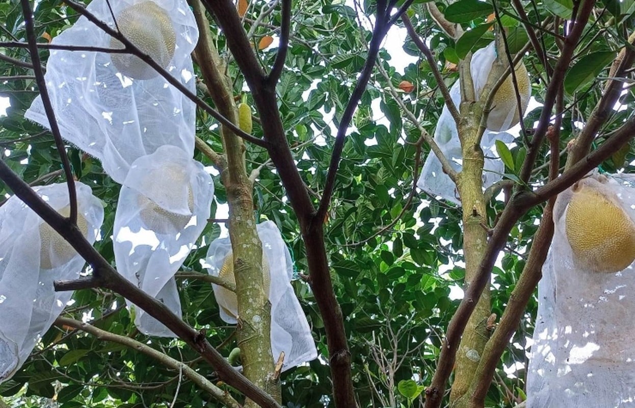 Mít ruột đỏ hơn 100.000 đồng/kg thương lái lùng mua từng quả - Ảnh 7.