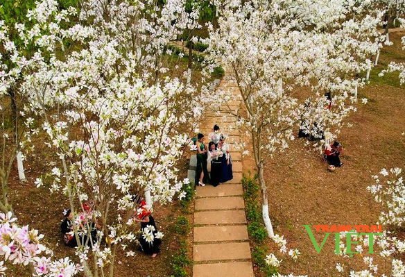 Lắng đọng cảm xúc về Lễ hội Mùa hoa ban TP.Sơn La 2023 - Ảnh 1. Lắng đọng cảm xúc về Lễ hội Mùa hoa ban TP.Sơn La 2023 - Ảnh 1.