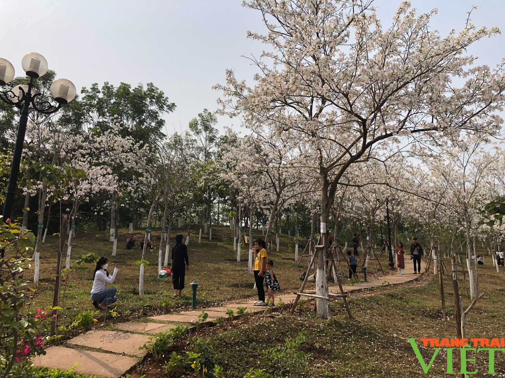Lắng đọng cảm xúc về Lễ hội Mùa hoa ban TP.Sơn La 2023 - Ảnh 9. Lắng đọng cảm xúc về Lễ hội Mùa hoa ban TP.Sơn La 2023 - Ảnh 9.