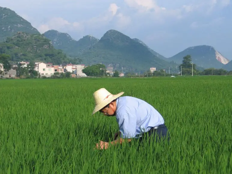Kỹ thuật CRISPR có thể là “cứu tinh” giúp cây lúa chống lại biến đổi khí hậu - Ảnh 2.