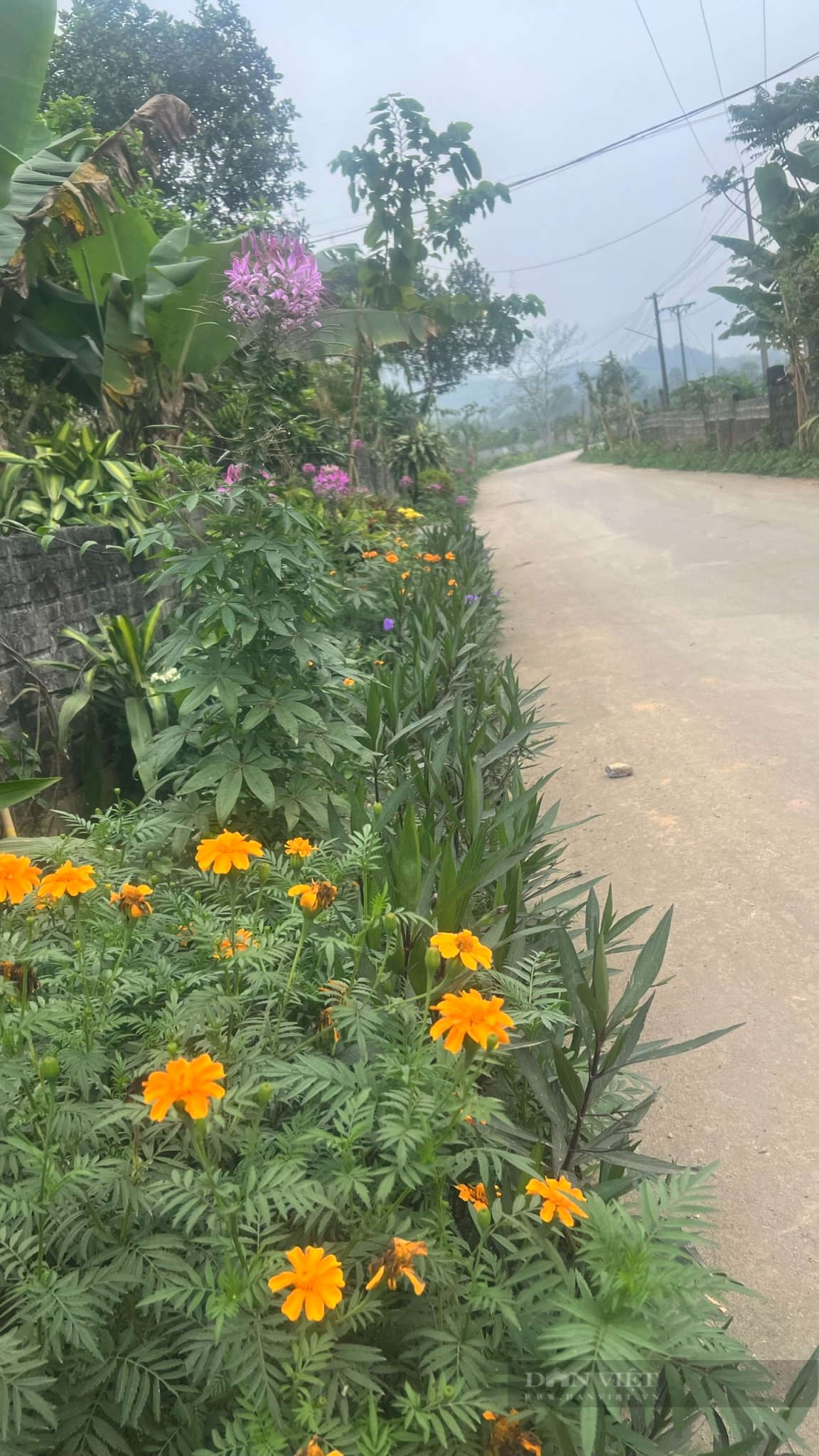 Hà Giang: Trên điện sáng trưng, dưới muôn hoa đua nở ở một miền quê đáng sống vùng biên - Ảnh 3.