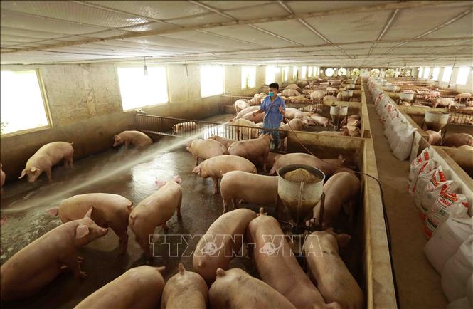 Giá lợn gà tiếp tục lao dốc - Ảnh 1.