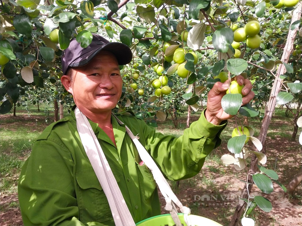 Giá táo cuối vụ tăng cao, nhiều nông dân Ninh Thuận phấn khởi vì thu lãi lớn - Ảnh 1.