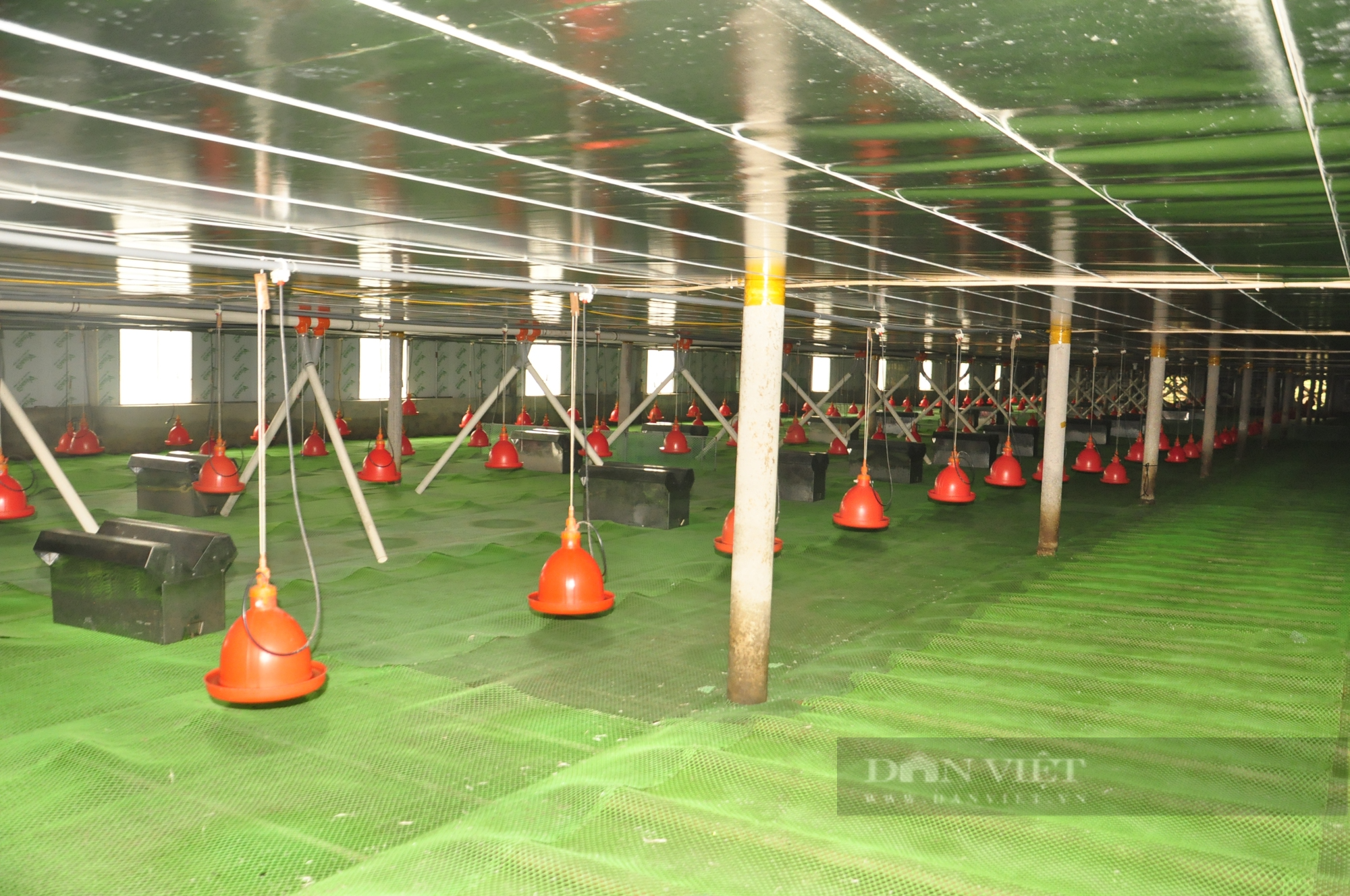 nuôi vịt công nghệ cao - Ảnh 11.