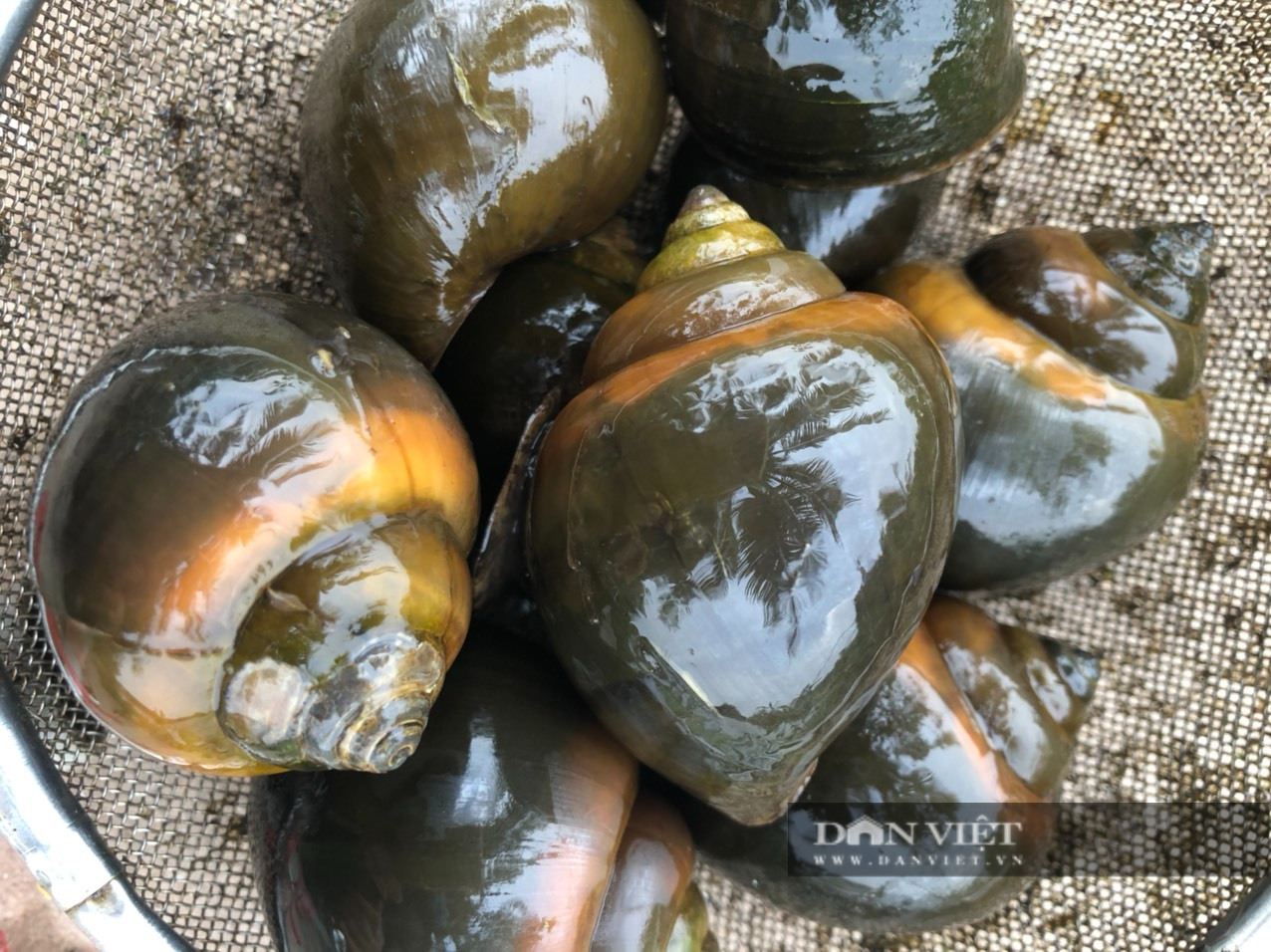 Bỏ nuôi cá, anh nông dân ở Hải Dương chọn nuôi con ít vốn, chăm nhàn, thu lãi cao, vợ chồng phấn khởi - Ảnh 9.