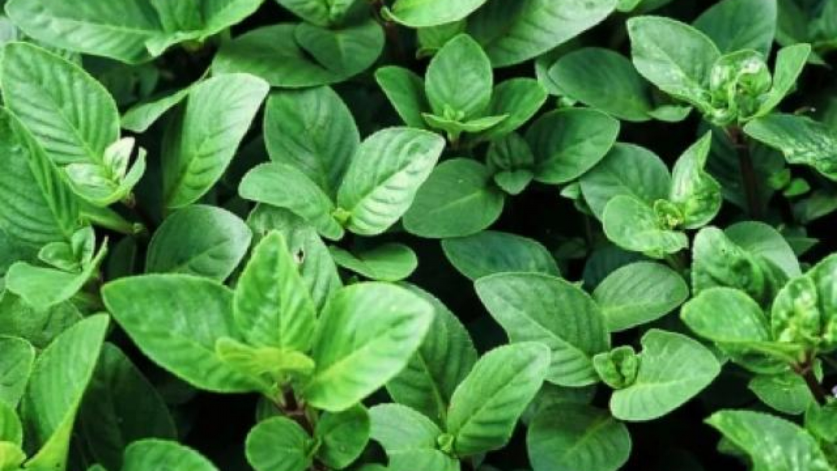 Rau rừng Tây Ninh lạ và ngon thế nào mà ai đến vùng đất này cũng muốn thử? - Ảnh 2.