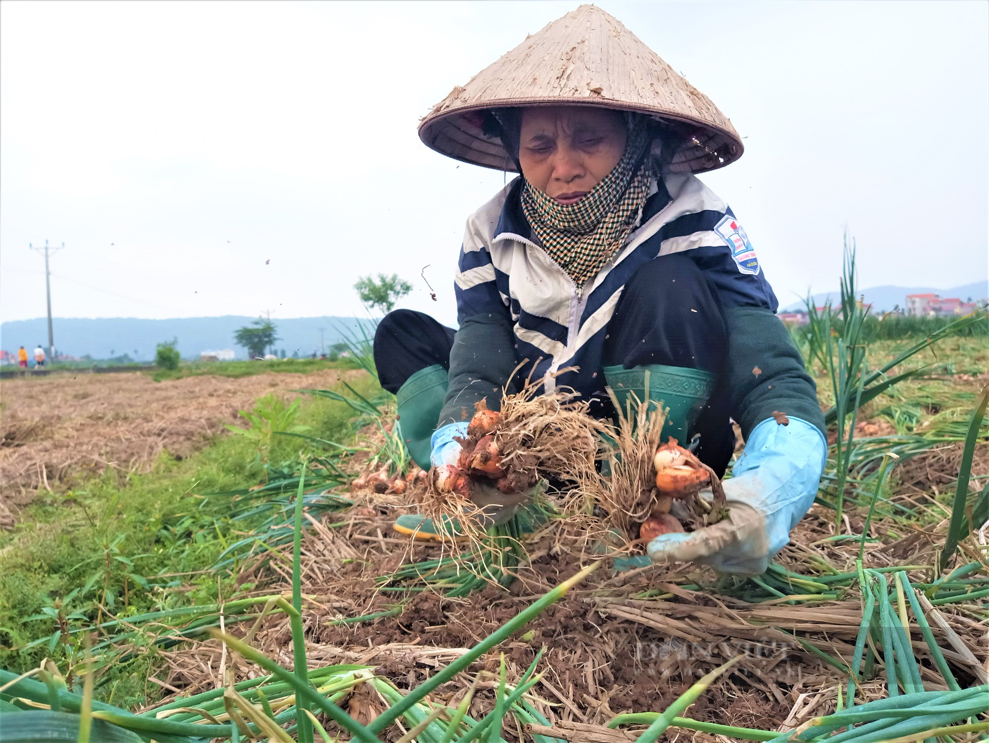 Xuất khẩu đạt hơn 30 triệu USD/năm, vì sao hành, tỏi vẫn khó tiêu thụ, giá thành không ổn định? - Ảnh 2.