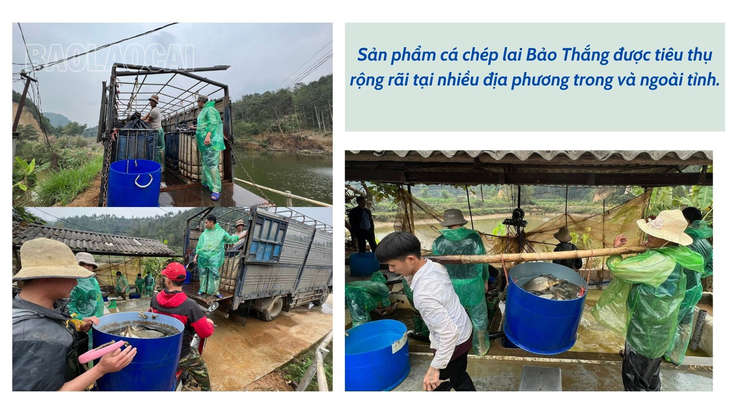 Lào Cai: Cũng là nuôi cá chép lai, nhưng đến phiên mới được tháo ao bắt cá, hoá ra là bí quyết tiêu thụ - Ảnh 4.