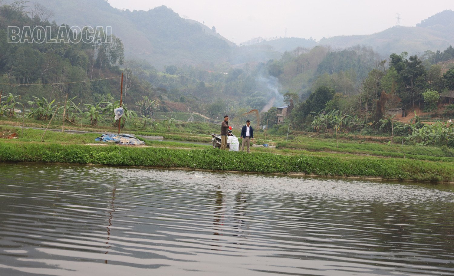 Lào Cai: Cũng là nuôi cá chép lai, nhưng đến phiên mới được tháo ao bắt cá, hoá ra là bí quyết tiêu thụ - Ảnh 3.
