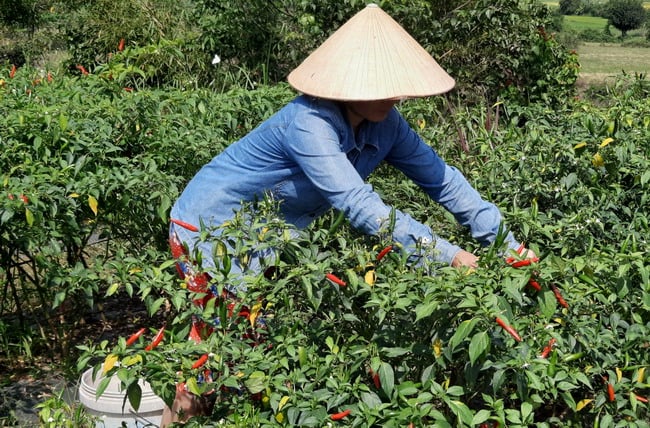 Giá ớt đột nhiên tăng vọt, nông dân Tây Sơn tất bật hái từ mờ sáng đến chiều tối bán cho thương lái - Ảnh 1.