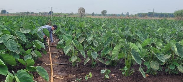 Loại cây lá to như cái quạt ở Bà Rịa-Vũng Tàu, nông dân nhổ lên thứ củ ngon, giàu dinh dưỡng, bán hết sạch - Ảnh 1.