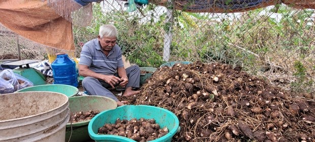 Loại cây lá to như cái quạt ở Bà Rịa-Vũng Tàu, nông dân nhổ lên thứ củ ngon, giàu dinh dưỡng, bán hết sạch - Ảnh 2.