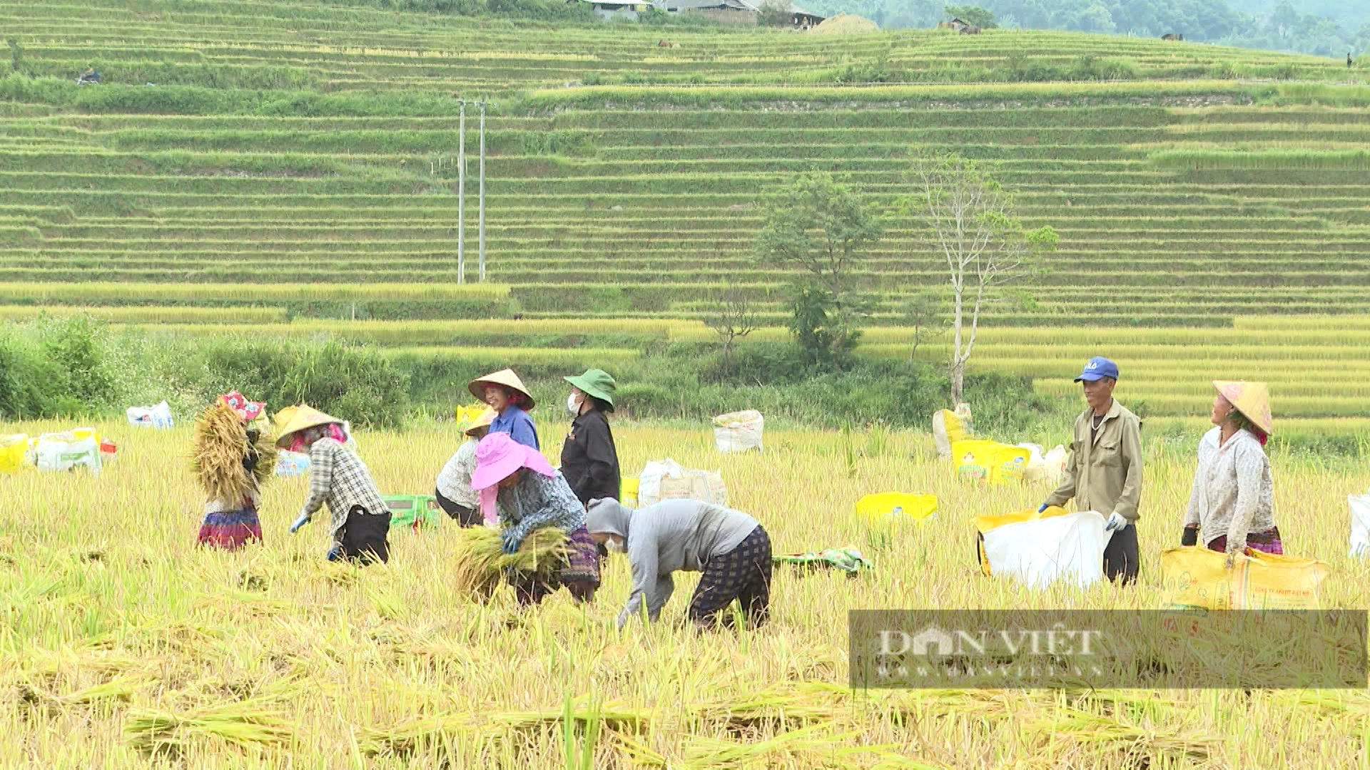 &quot;Trái ngọt&quot; từ nguồn vốn ưu đãi, công tác giảm nghèo vùng đồng bào thiểu số Lai Châu bớt gian nan - Ảnh 4.