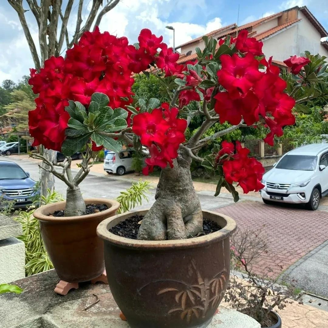 8 cây cảnh có hoa đẹp, khét tiếng không sợ nóng, càng phơi nắng càng lắm nụ nhiều hoa - Ảnh 11.