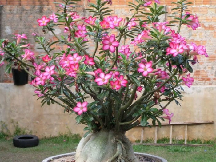8 cây cảnh có hoa đẹp, khét tiếng không sợ nóng, càng phơi nắng càng lắm nụ nhiều hoa - Ảnh 10.
