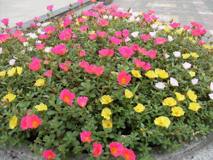 8 cây cảnh có hoa đẹp, khét tiếng không sợ nóng, càng phơi nắng càng lắm nụ nhiều hoa - Ảnh 16.