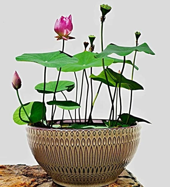 8 cây cảnh có hoa đẹp, khét tiếng không sợ nóng, càng phơi nắng càng lắm nụ nhiều hoa - Ảnh 4.