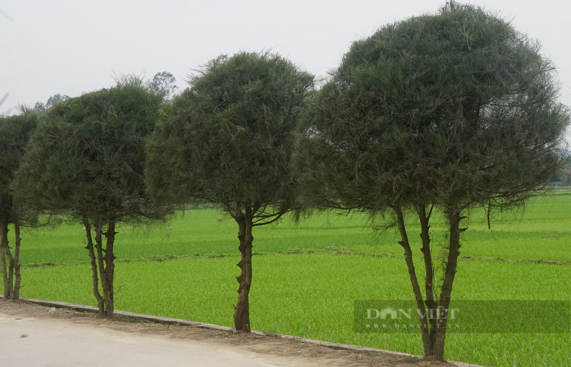Mang loại cây chắn bão về cắt tỉa, tạo dáng trồng trên đường nông thôn mới như cây cảnh hạng sang  - Ảnh 5.