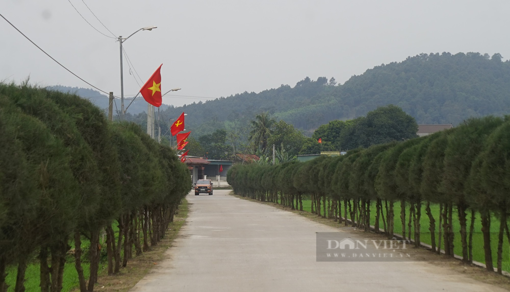 Mang loại cây chắn bão về cắt tỉa, tạo dáng trồng trên đường nông thôn mới như cây cảnh hạng sang  - Ảnh 8.