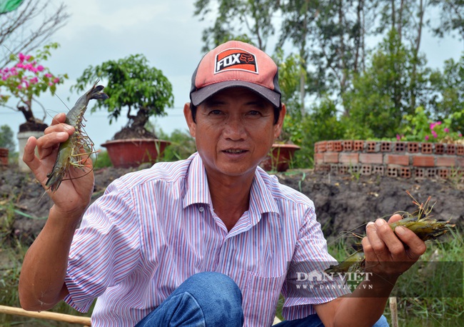 Nông dân Cà Mau thành lập tổ hợp tác nuôi tôm hai giai đoạn, mô hình bền, lợi nhuận lâu dài - Ảnh 2.