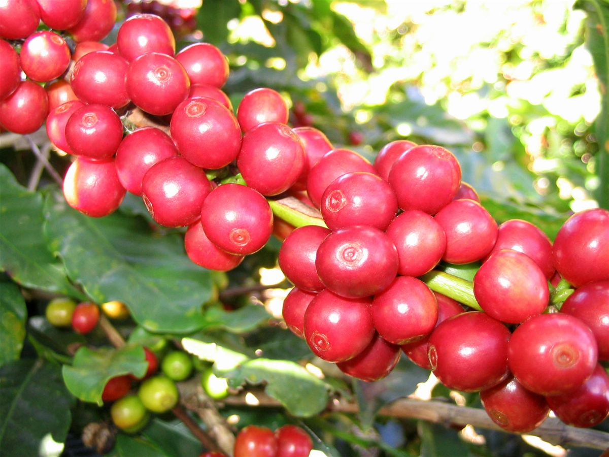 Tây Nguyên: Quê hương mới của cà phê Vối  - Ảnh 1.
