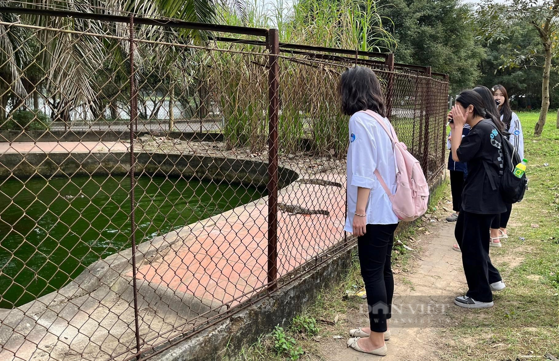 Nghệ An: Cơ quan chức năng nói gì về số phận đàn cá sấu trong công viên lớn nhất thành phố Vinh - Ảnh 4.