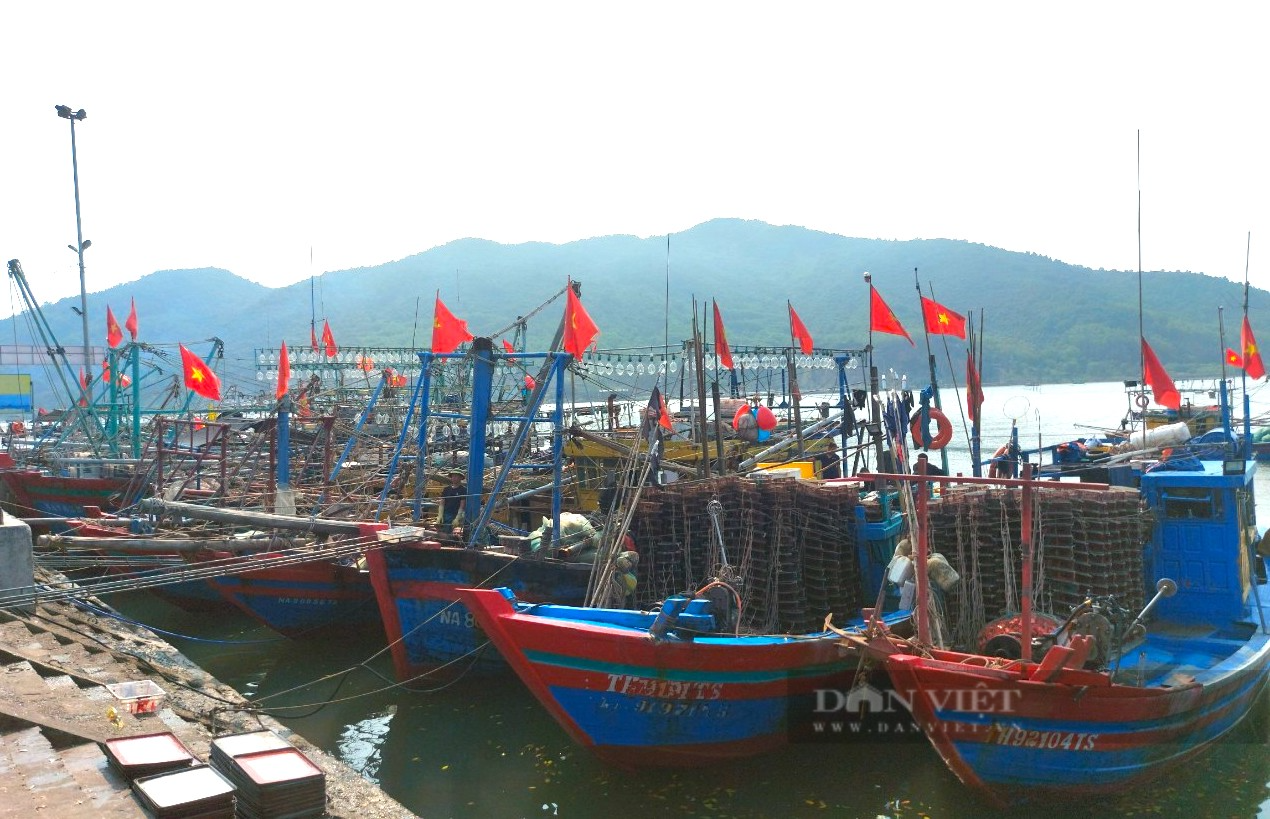 Ngư dân Hà Tĩnh cứ ra biển giăng lưới là trúng đậm mẻ lớn cá có hình dáng nhỏ nhắn, thu về nửa trăm triệu - Ảnh 2.